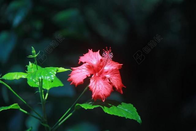 木槿花 红色 夏日 植物 槿