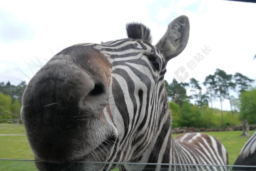 斑马 非洲 关闭 洗车机 饲料
