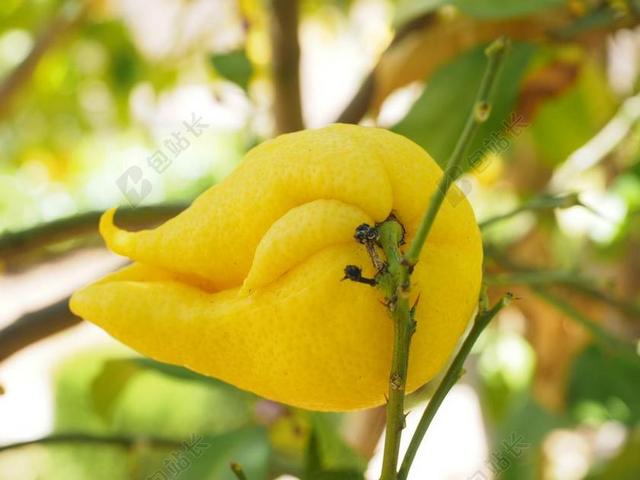 柠檬 LIMONE 柠檬树 柑橘×利蒙 柑橘 水果 热带水果