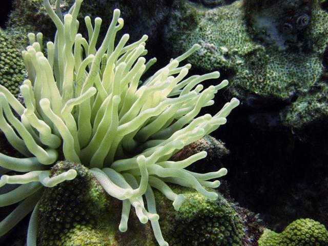 水下 银莲花 跳水 礁 热带 海洋 珊瑚 生活 潜水 水