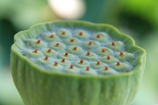 莲花水果 莲花 水果 植物 自然 种子 新鲜 农业 花