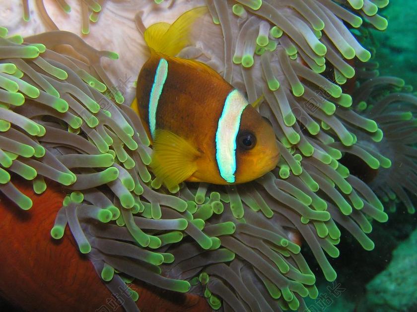 唯美水下小丑鱼背景图片