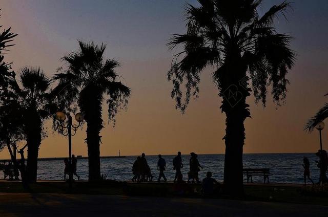 草罗斯岛 海滩 月光 树 夜 月亮 景观 天空 路 云