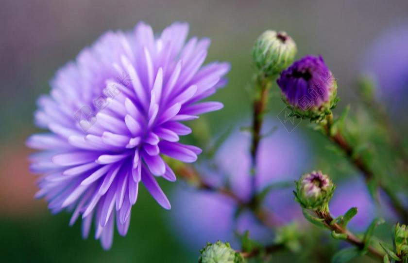 春天浅紫色美丽丁香花绽放背景图片