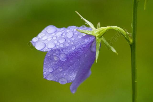 野风信子 风铃 桔梗 花 紫 开花 中药 ASTER IDEN