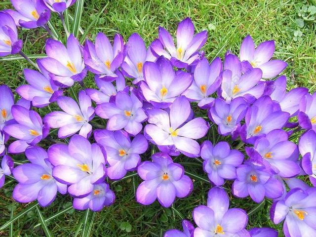番红花 花 紫罗兰色 春 开花 植物区系 花的 季节 花园