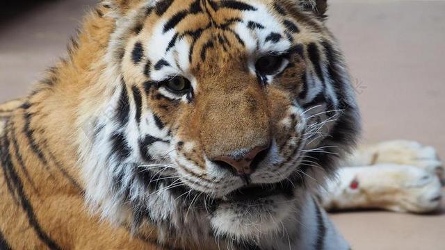 虎 老虎的脸 肖像 猫 动物 脸 大 野生 野生动物