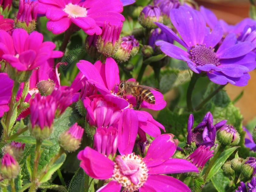 花园清新花丛景色背景图片