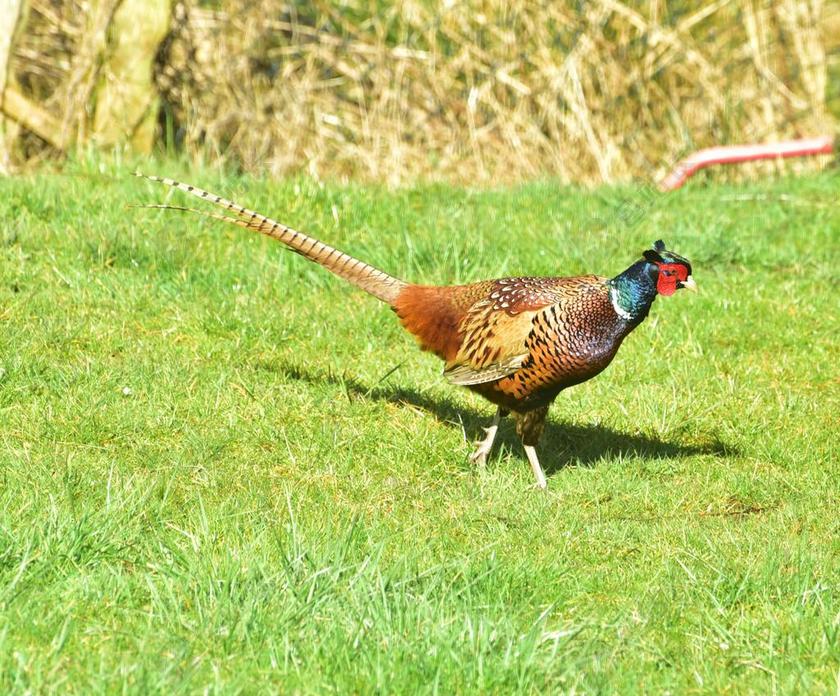 雉鸡 鸟 羽毛 物种 丰富多彩 哈恩 男性 性质 雉类