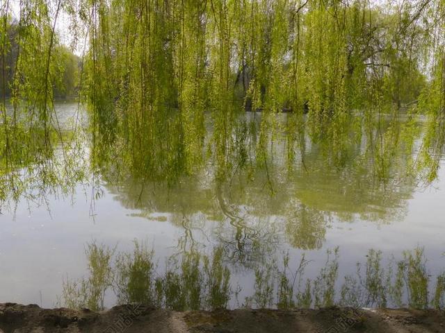柳 树 自然 景观 湖 池 反思 水 风景 农村 公园
