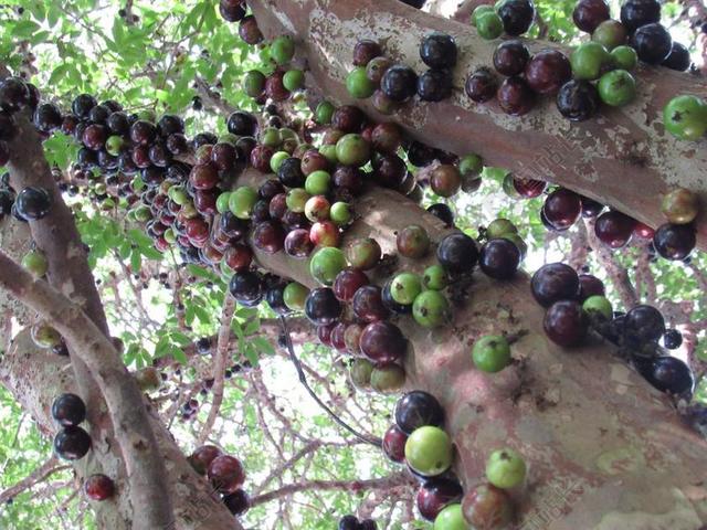 脚 JABUTICABEIRA 嘉宝果