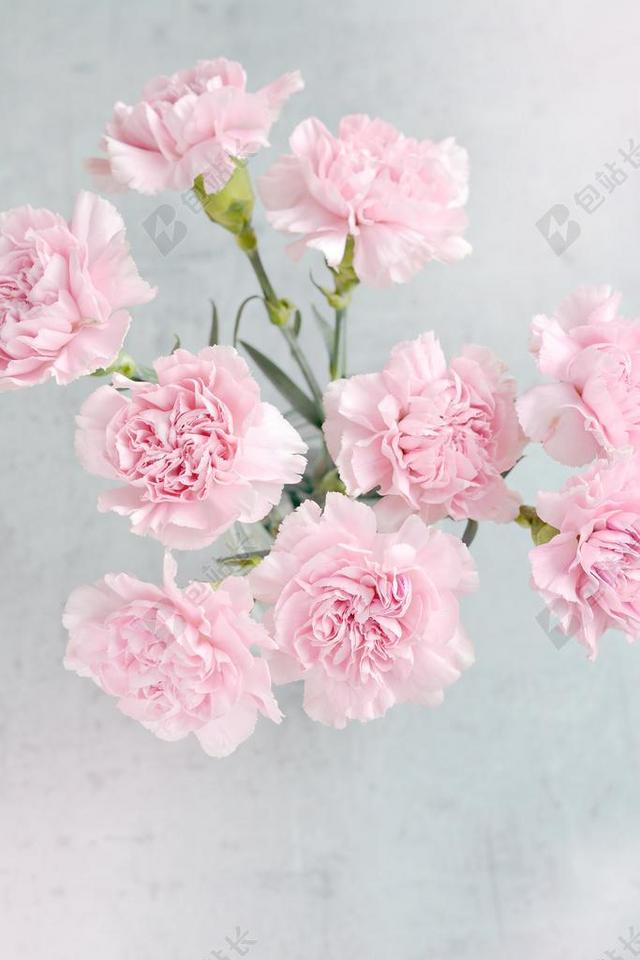 丁香 鲜花 粉红色 粉红色的康乃馨 花瓣 康乃馨花束 从上面