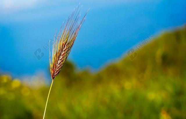原野 玉米 农业 夏天 自然 植物 作物 农村 天空 收获