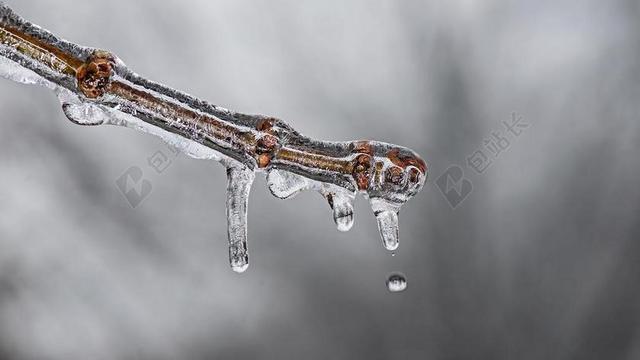 冰 冬天 冷 冻结 自然 凉 天气 树 枝杈 季节 霜