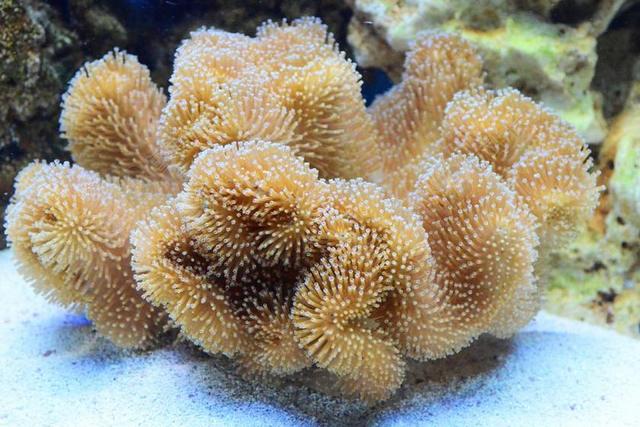 水族馆 珊瑚 皮革 礁 毒菌 蘑菇 海洋 大 息肉 棕色