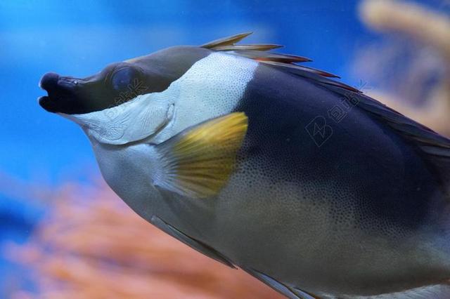 鱼 水族馆 水生物 海底世界 咸水 海洋动物 水下