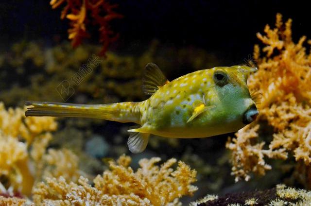 自然水族馆河豚背景图片