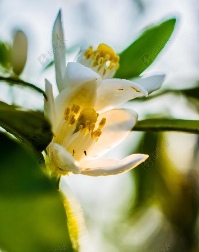 橙花 开花 清晨的阳光 关闭