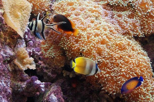 鱼 水族馆 海底世界 丰富多彩