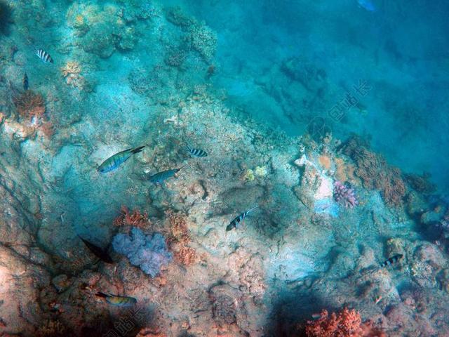 海下 深海 鱼 海洋 深 水 游泳 黑社会 动物 自然