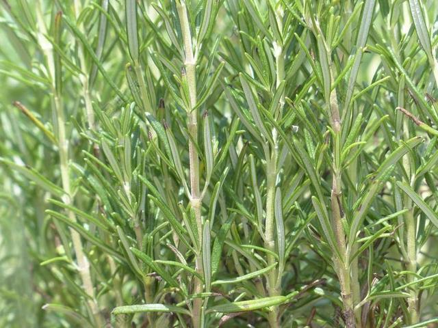 迷迭香 香料 中药 香料厨房 厨房草本 迷迭 长春 半灌木