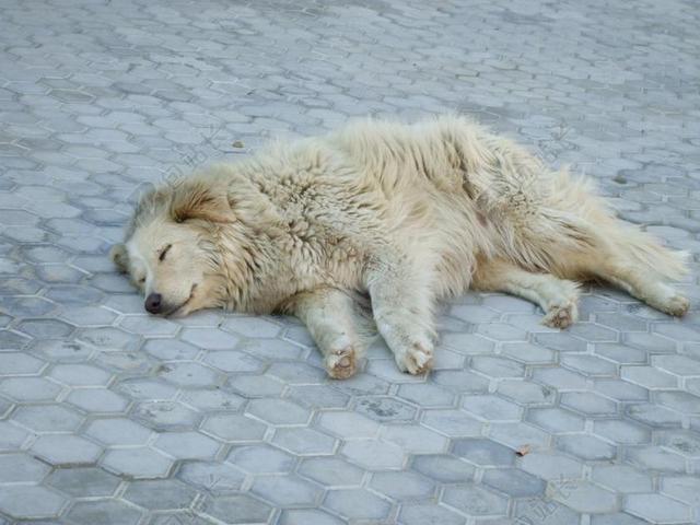 流浪狗 睡眠 狗 白 动物