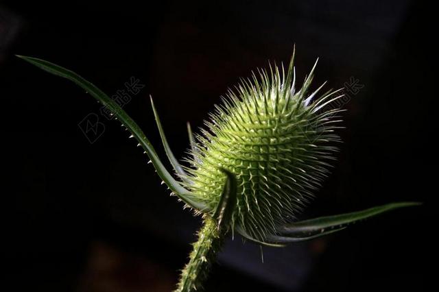 自然绿色的种植背景图片