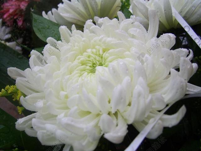 纯洁白色美丽菊花绽放背景图片