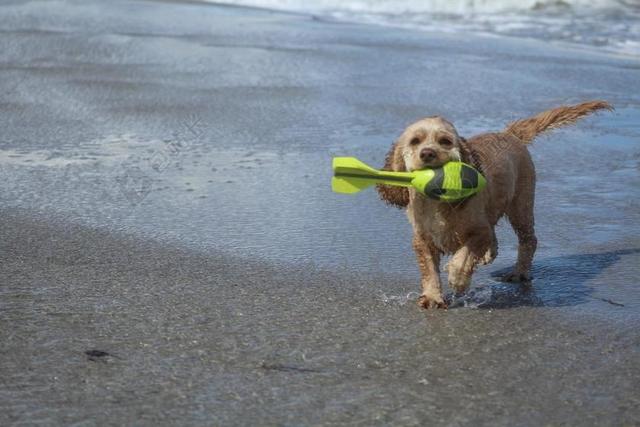 在海滩上的狗 播放 乐趣 喜悦 运动 夏季 海 湿 可卡犬