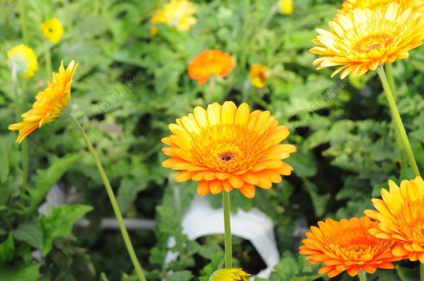 花园唯美橙色植物背景图片