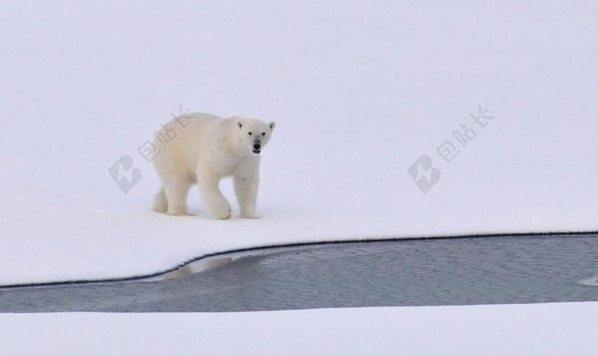 北极熊 冰 北极 白 冷 户外 自然 野生动物 海 水