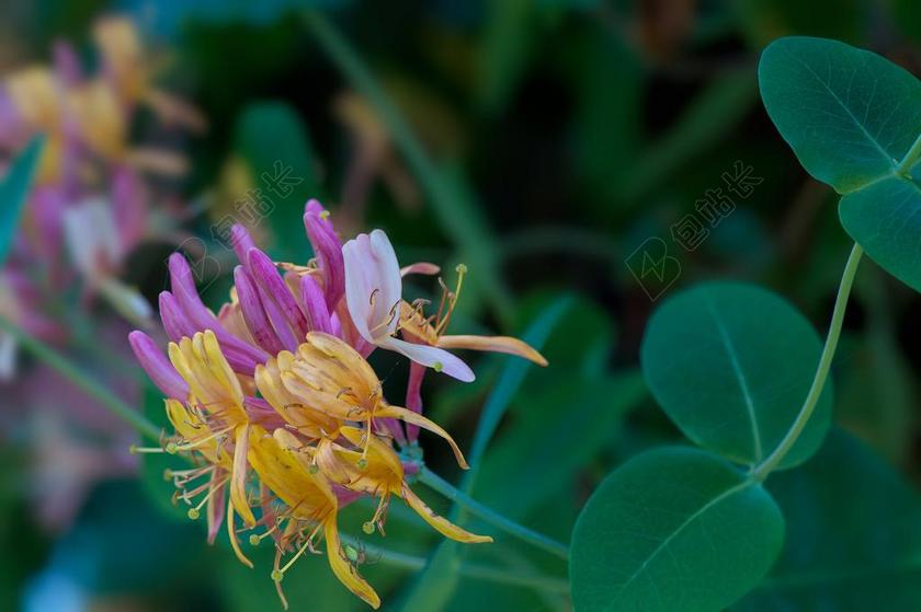 花 开花 丰富多彩 花园 在花园里 金银花 花花园 观赏植物