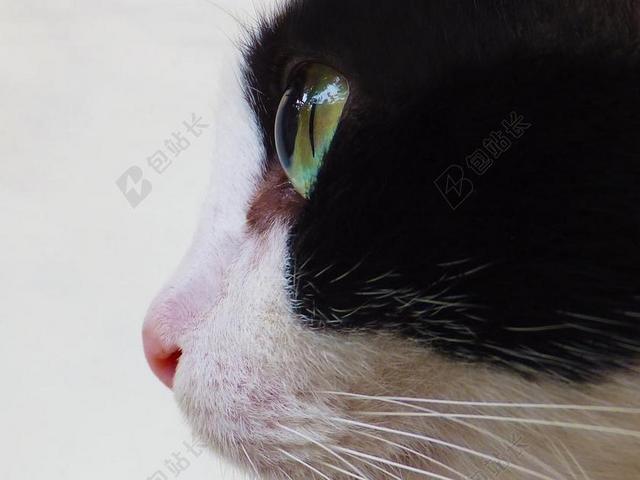 猫 猫的眼睛 猫脸 动物 猫的 家养 毛皮 小猫 宠物