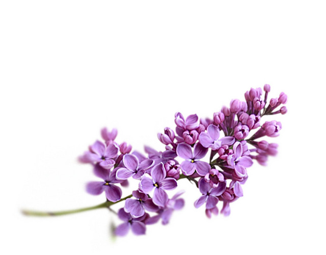 薰衣草
