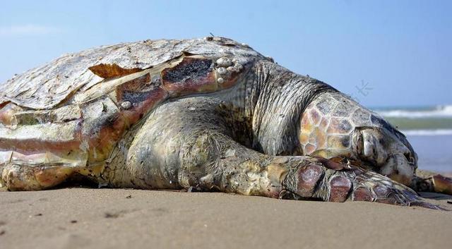 龟 海 沙 死 生物 动物 装甲 海龟 关闭 跳水 性质