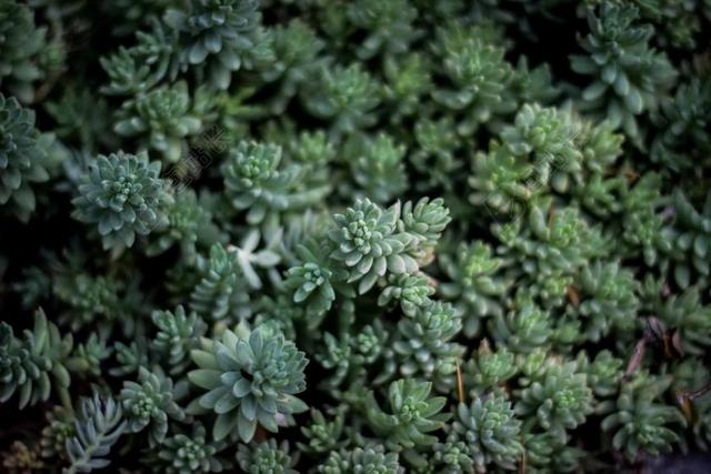 多肉植物 植物 园艺 仙人掌 绿色 丰盛 花 花园 自然