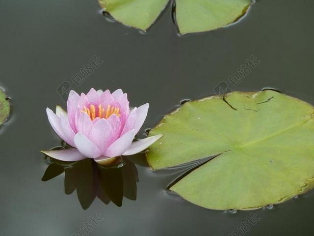 池塘清新盛开的莲花背景图片