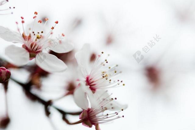 枝头鲜艳粉白色花瓣特写背景图片