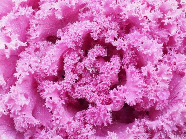 观赏白菜 叶子 克劳斯  分形