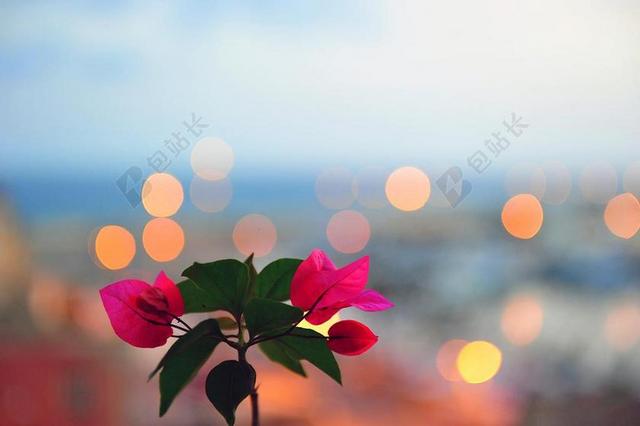 夜晚绿叶衬托粉红色花瓣特写背景图片