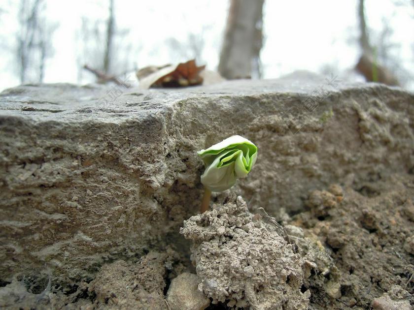春天 芽 插头 经济增长 发动机 采穗圃 厂 植物 突破