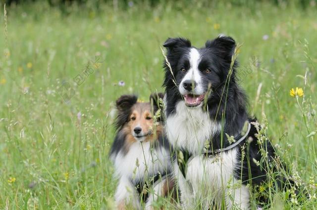 边境牧羊犬 SHELTIE 狗 动物 喜乐蒂牧羊犬 草地 明智