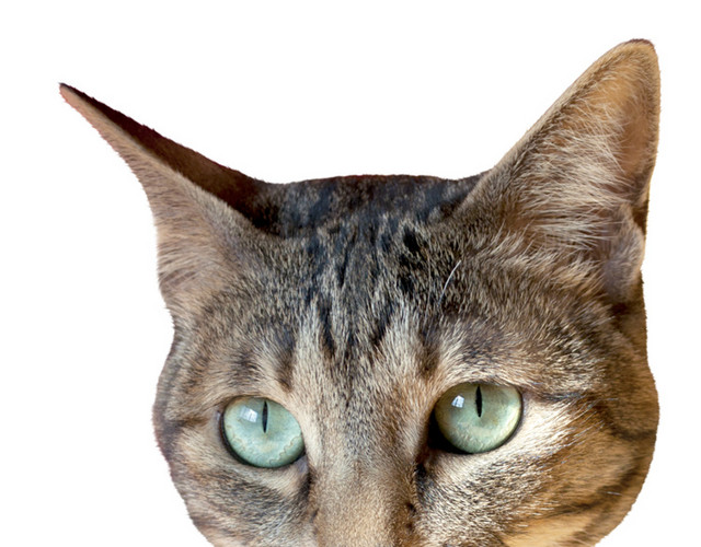 猫头