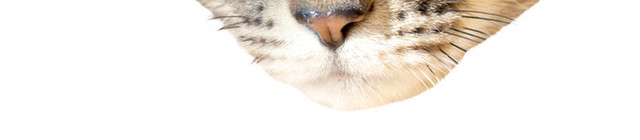 猫头