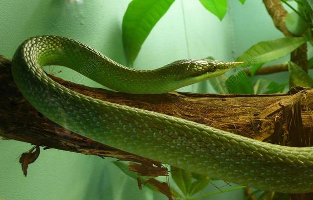 蛇 犀牛 RATSNAKE 爬行动物 犀牛蛇 犀牛锦蛇 越南公园蛇