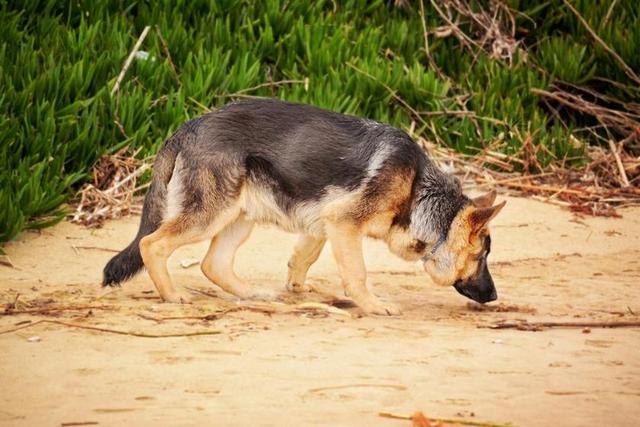 德国牧羊犬 嗅狗 K9 嗅探 狗 动物 嗅嗅 年轻 棕色