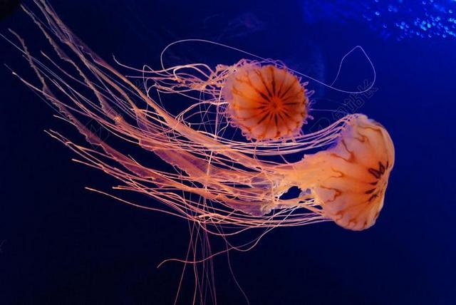 水母 水族馆 海
