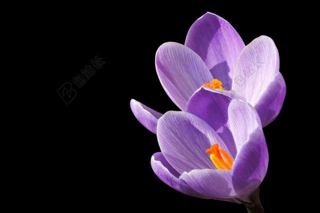 藏红花 紫 开花