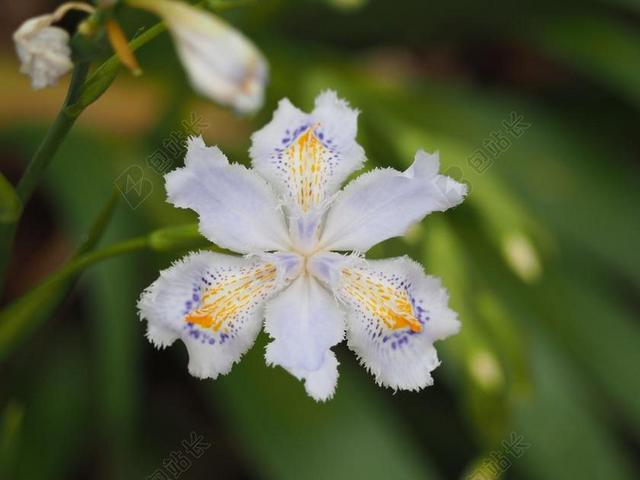 佐贺 鲜花 植物 鸢尾
