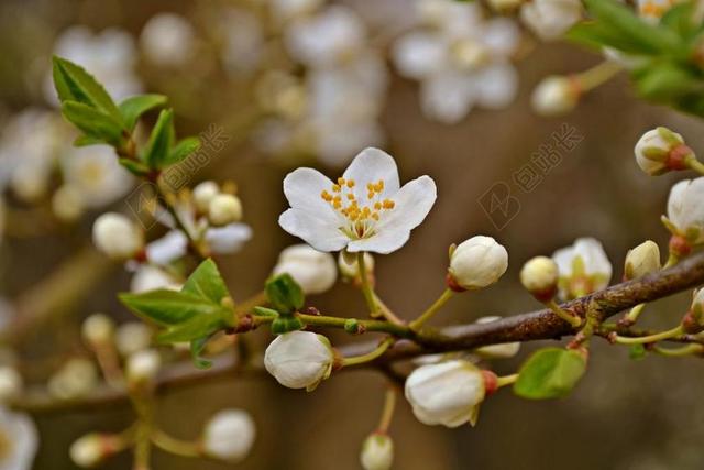 开花 春天 梅花 白色的花 花园 绽放 性质 白 分支机构